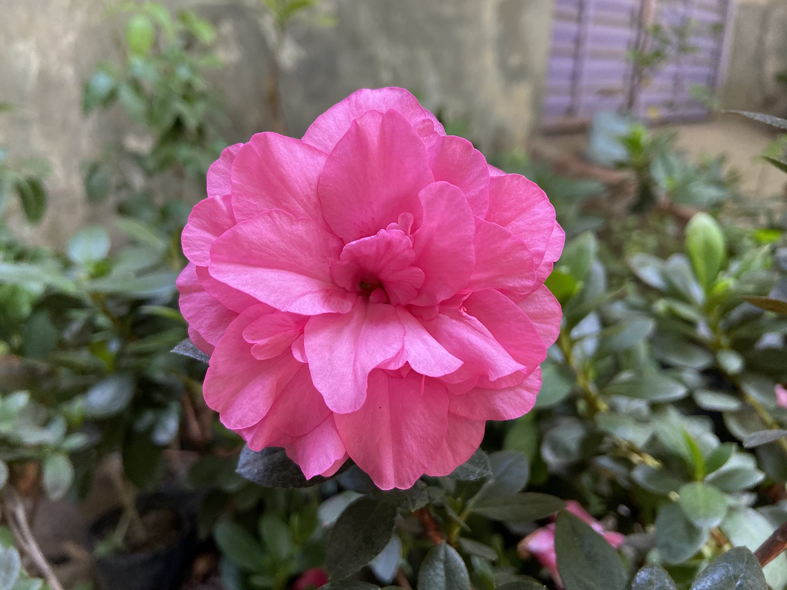 Japanese Azalea Rare Mixed Variety Flower - for planting in home garden